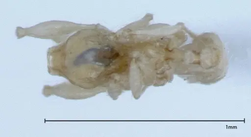 Pheidole braueri specimen FOCOL0026 image focol0026_1
