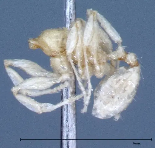 Pheidole braueri specimen FOCOL0026 image focol0026_2