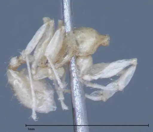 Pheidole braueri specimen FOCOL0026 image focol0026_3