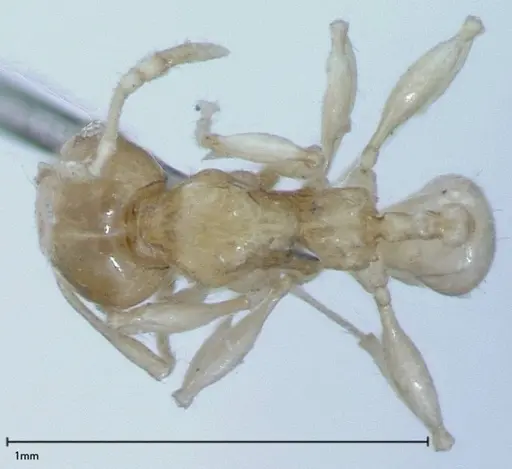 Pheidole braueri specimen FOCOL0027 image focol0027_1