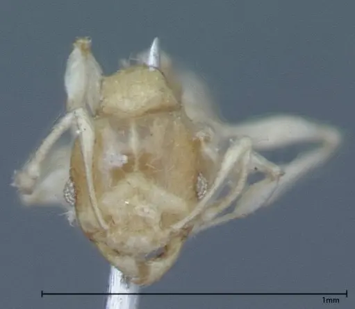 Pheidole braueri specimen FOCOL0027 image focol0027_2