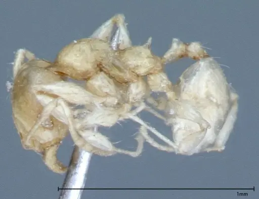 Pheidole braueri specimen FOCOL0027 image focol0027_3