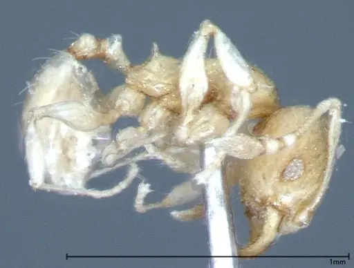 Pheidole braueri specimen FOCOL0027 image focol0027_4