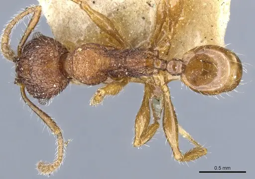 Pheidole brevicona specimen CASENT0904336 image casent0904336_1