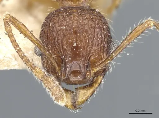 Pheidole brevicona specimen CASENT0904336 image casent0904336_2