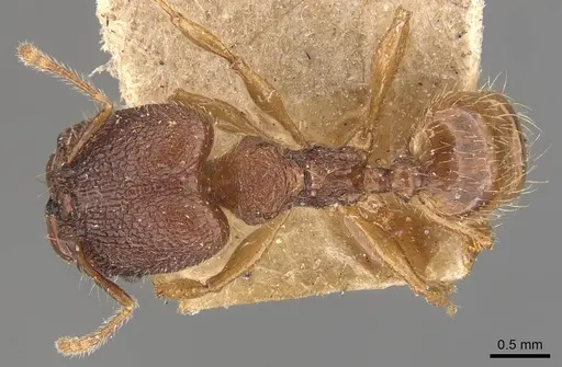 Pheidole brevicona specimen CASENT0908100 image casent0908100_1