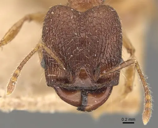 Pheidole brevicona specimen CASENT0908100 image casent0908100_2