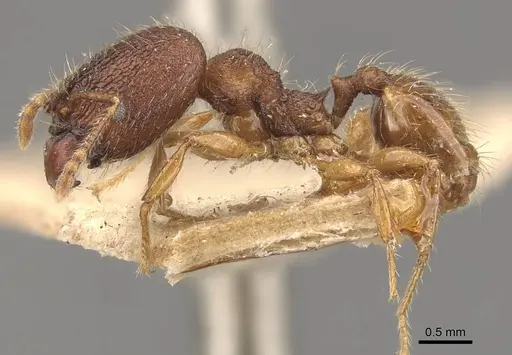 Pheidole brevicona specimen CASENT0908100 image casent0908100_3