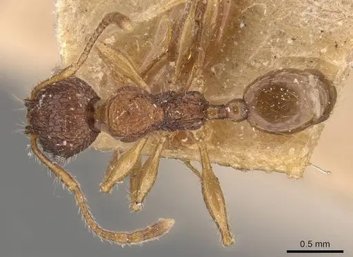 Pheidole brevicona specimen CASENT0908101 image casent0908101_1