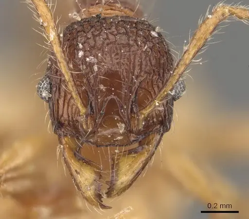 Pheidole brevicona specimen CASENT0908101 image casent0908101_2