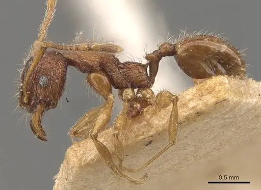 Pheidole brevicona specimen CASENT0908101 image casent0908101_3