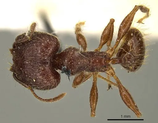 Pheidole brevicona specimen CASENT0916052 image casent0916052_1