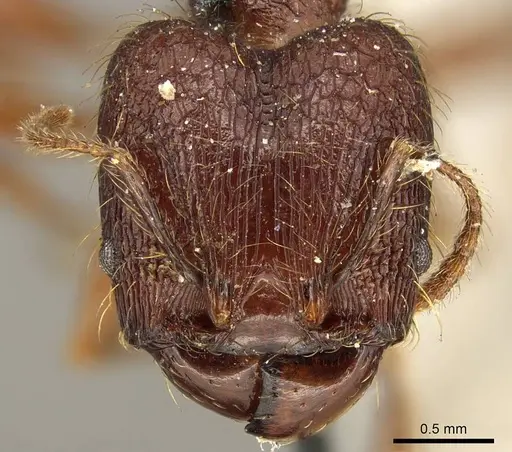 Pheidole brevicona specimen CASENT0916052 image casent0916052_2