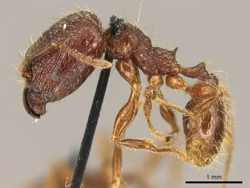 Pheidole brevicona specimen CASENT0916052 image casent0916052_3