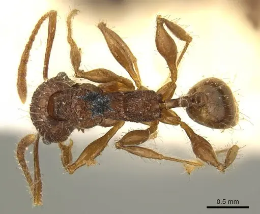 Pheidole brevicona specimen CASENT0916053 image casent0916053_1