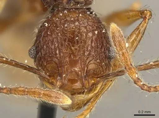 Pheidole brevicona specimen CASENT0916053 image casent0916053_2