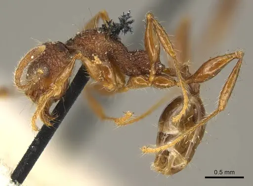 Pheidole brevicona specimen CASENT0916053 image casent0916053_3