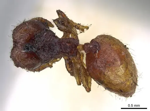 Pheidole brevicornis specimen CASENT0919754 image casent0919754_1
