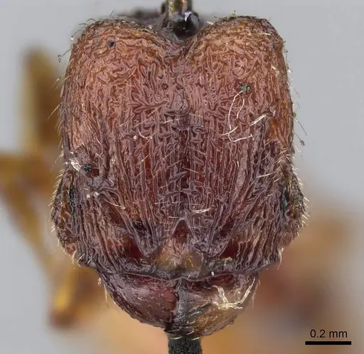 Pheidole brevicornis specimen CASENT0919754 image casent0919754_2
