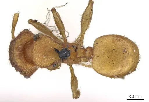 Pheidole brevicornis specimen CASENT0919755 image casent0919755_1