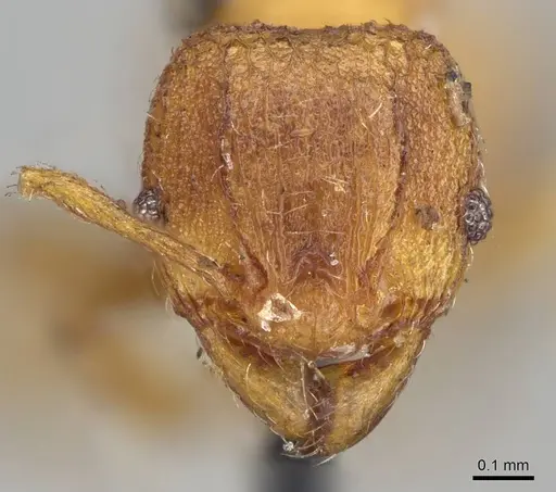 Pheidole brevicornis specimen CASENT0919755 image casent0919755_2