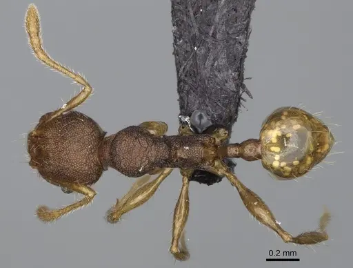 Pheidole brevipilosa specimen CASENT0134271 image casent0134271_1