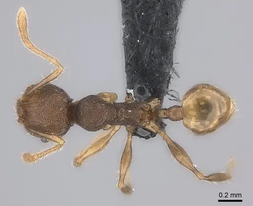 Pheidole brevipilosa specimen CASENT0134271 image casent0134271_2