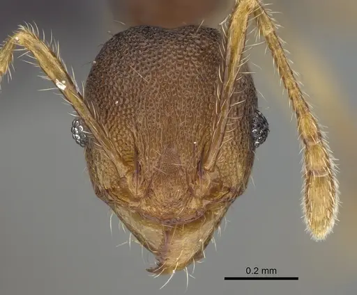 Pheidole brevipilosa specimen CASENT0134271 image casent0134271_3