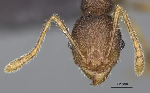 Pheidole brevipilosa specimen CASENT0134271 image casent0134271_4