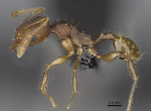Pheidole brevipilosa specimen CASENT0134271 image casent0134271_5