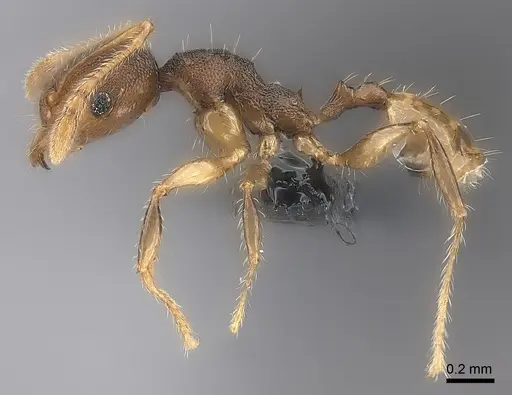 Pheidole brevipilosa specimen CASENT0134271 image casent0134271_6