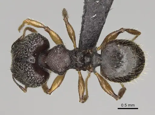 Pheidole brevipilosa specimen CASENT0235034 image casent0235034_1