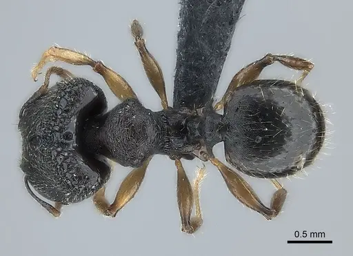 Pheidole brevipilosa specimen CASENT0235034 image casent0235034_2