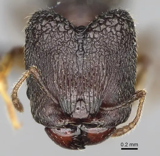Pheidole brevipilosa specimen CASENT0235034 image casent0235034_3