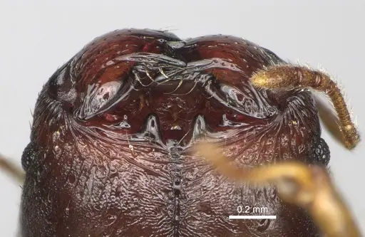 Pheidole brevipilosa specimen CASENT0235034 image casent0235034_4