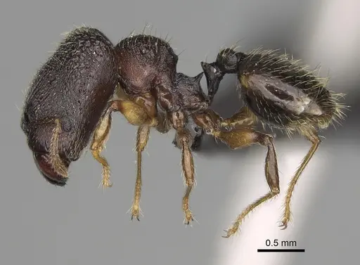 Pheidole brevipilosa specimen CASENT0235034 image casent0235034_5