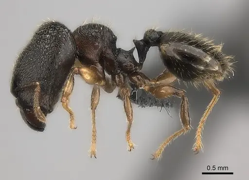 Pheidole brevipilosa specimen CASENT0235034 image casent0235034_6