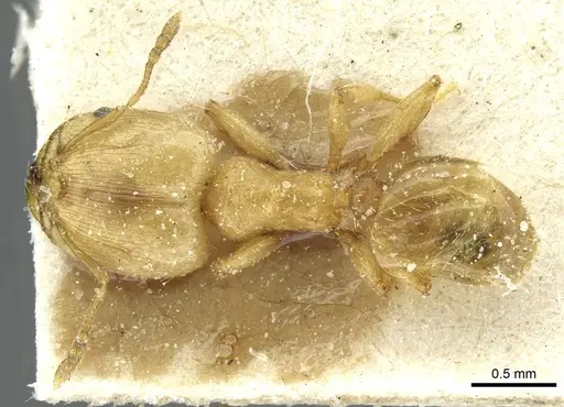 Pheidole breviseta specimen CASENT0913280 image casent0913280_1