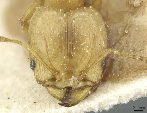 Pheidole breviseta specimen CASENT0913280 image casent0913280_2