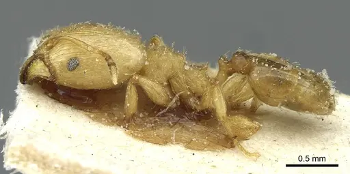 Pheidole breviseta specimen CASENT0913280 image casent0913280_3