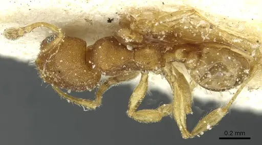 Pheidole breviseta specimen CASENT0913281 image casent0913281_1