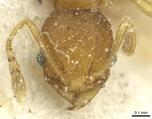 Pheidole breviseta specimen CASENT0913281 image casent0913281_2