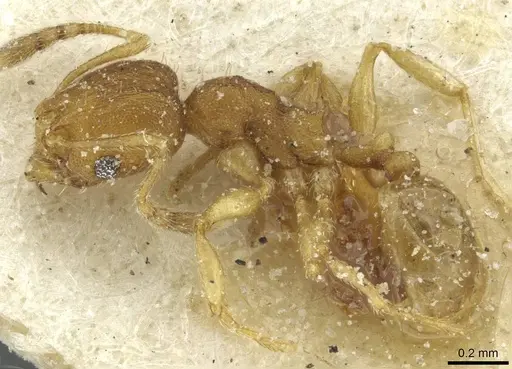 Pheidole breviseta specimen CASENT0913281 image casent0913281_3