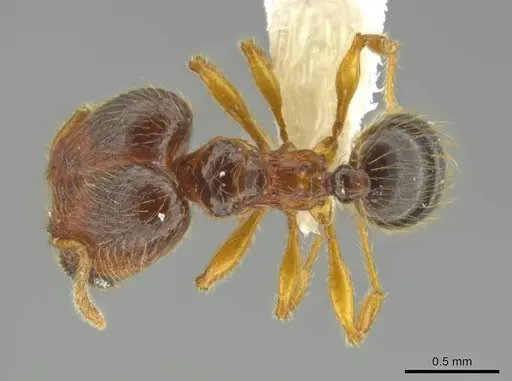 Pheidole brownampla specimen CASENT0636682 image casent0636682_1