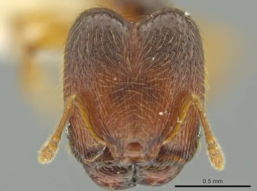 Pheidole brownampla specimen CASENT0636682 image casent0636682_2