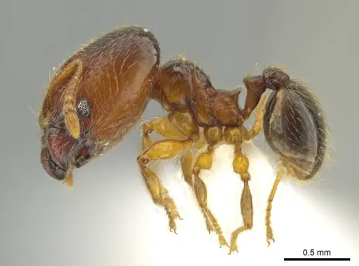 Pheidole brownampla specimen CASENT0636682 image casent0636682_3