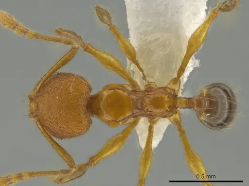 Pheidole brownampla specimen CASENT0636683 image casent0636683_1