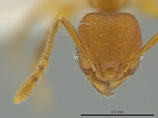 Pheidole brownampla specimen CASENT0636683 image casent0636683_2