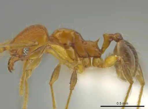 Pheidole brownampla specimen CASENT0636683 image casent0636683_3
