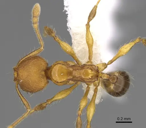 Pheidole brownampla specimen CASENT0646631 image casent0646631_1